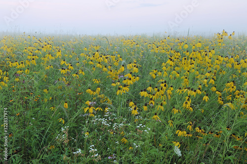Summer tall grass wildflower prairie in fog with yellow coneflowers and Queen Anne's lace, Michigan, USA