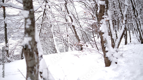 Winter covered trees with white snow