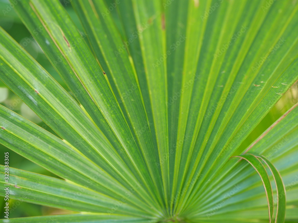 Close up of Palm Tree Fanned Frond Close up of Palm Tree Fanned Frond