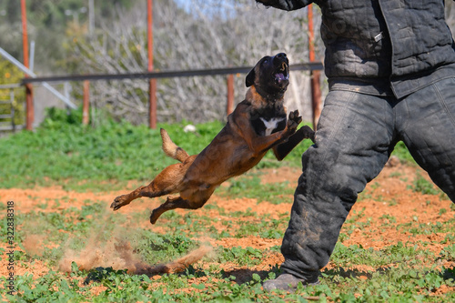 Training a dog's attack on a person in protective clothing