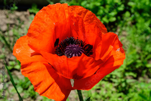 Close up of one red orange poppy flower and blurred small blooms in a British cottage style garden in a sunny summer day  beautiful outdoor floral background photographed with soft focus