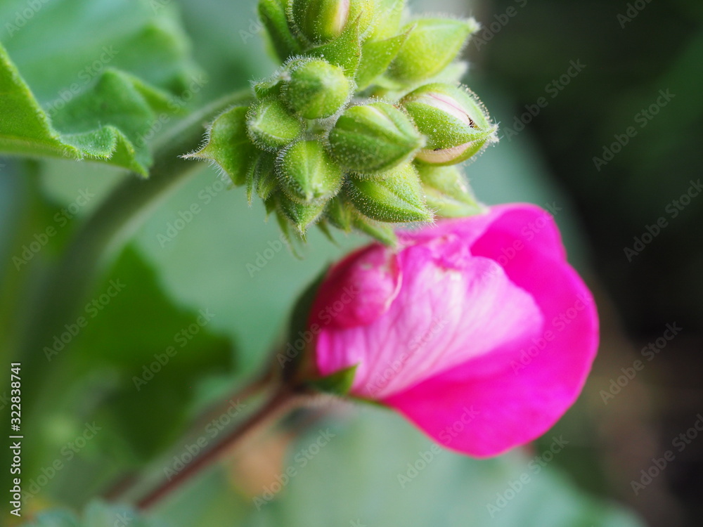 Closeup of new flower and buds on pink geranium plant Closeup of new flower and buds on pink geranium plant