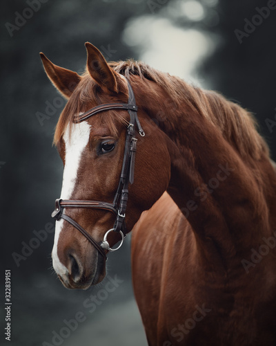 Fotografija portrait of young red trakehner mare horse with bridle in dark forest