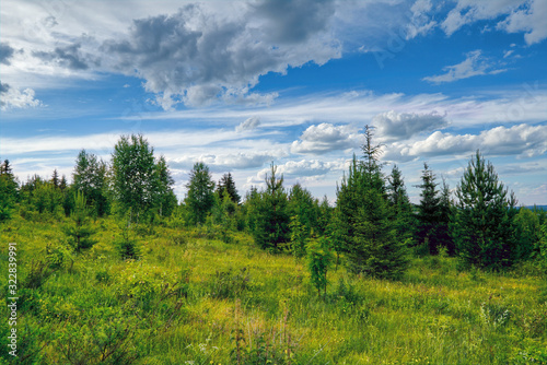 Summer meadow landscape with tall blooming wild herbs on a background of forest and blue sky.