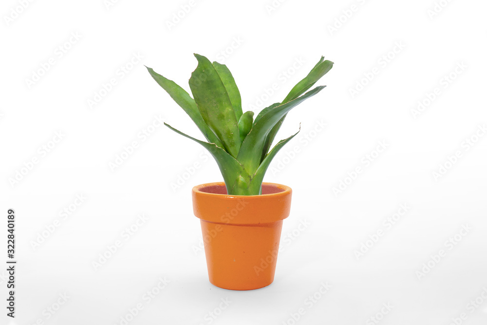 Bromeliad green isolated on white background.