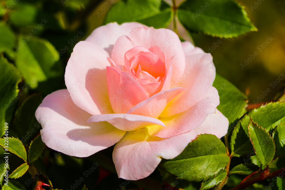 Red rose on the branch in the garden, spring or summer. Red rose on the branch in the garden, spring or summer.