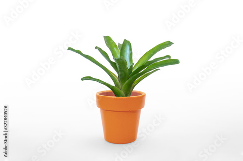 Bromeliad green isolated on white background.