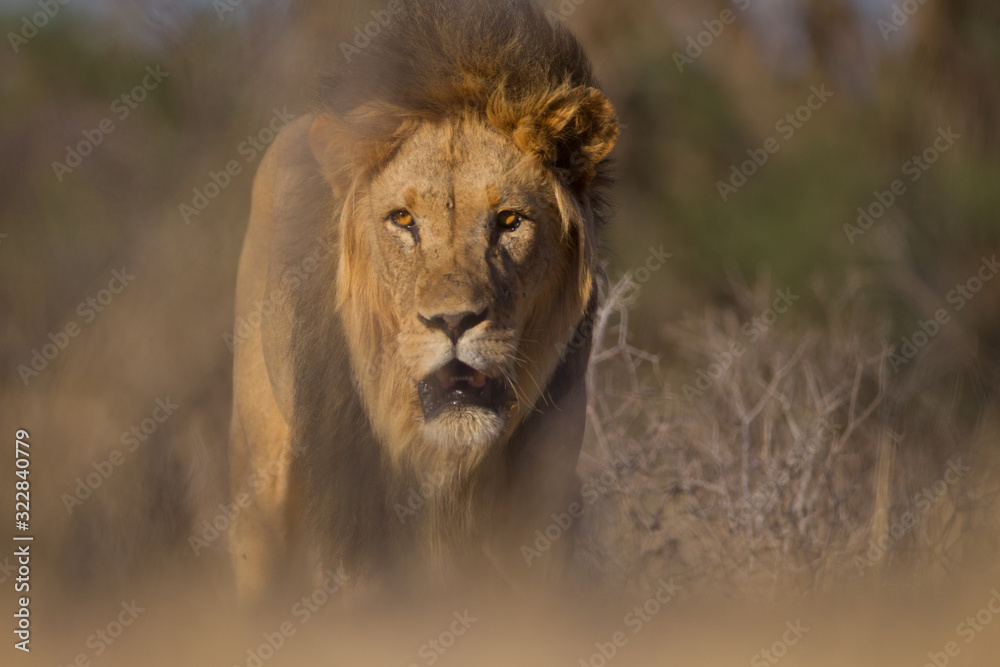 Male lion, lion in the wilderness of Africa Male lion, lion in the wilderness of Africa