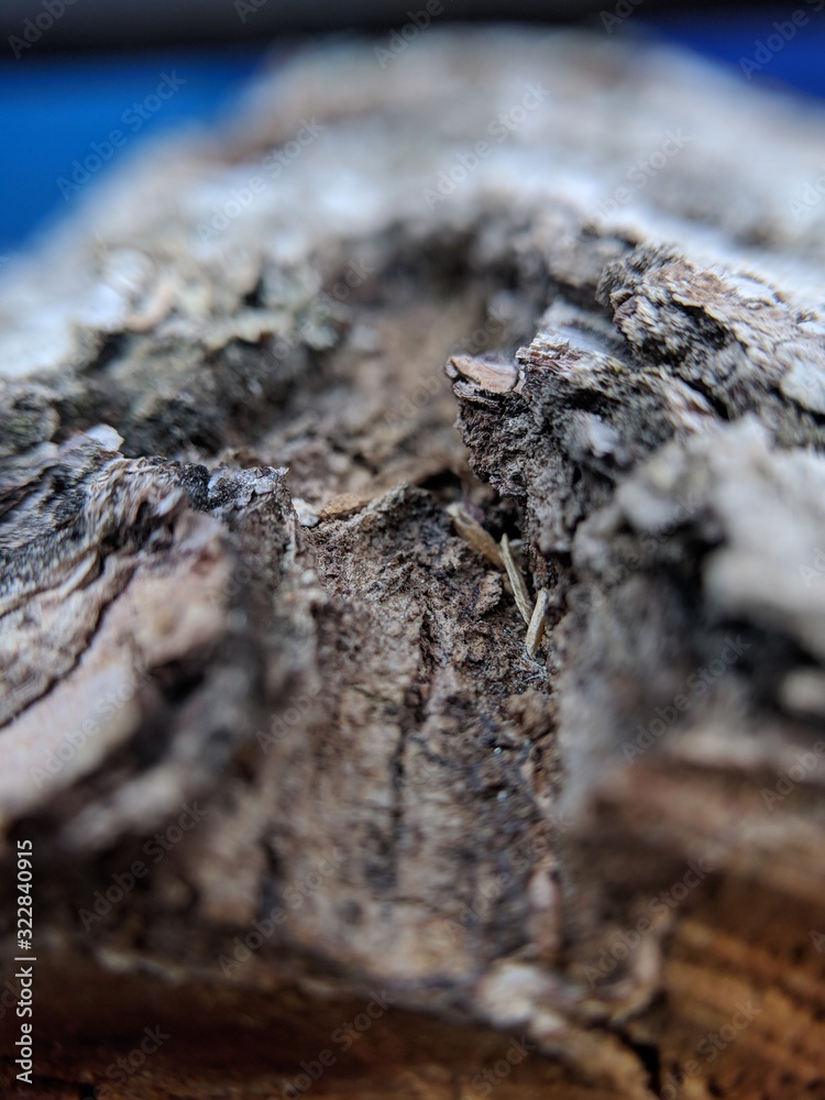 Obraz premium ants in anthill