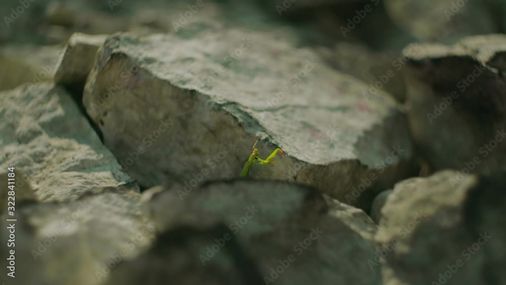 Green insect on a stone in the summer in the mountains Green insect on a stone in the summer in the mountains