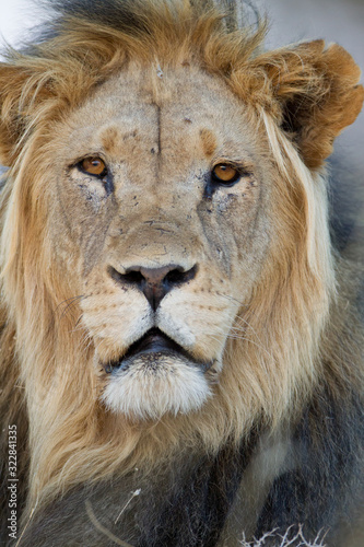 Fototapeta Naklejka Na Ścianę i Meble -  Male lion, lion in the wilderness of Africa