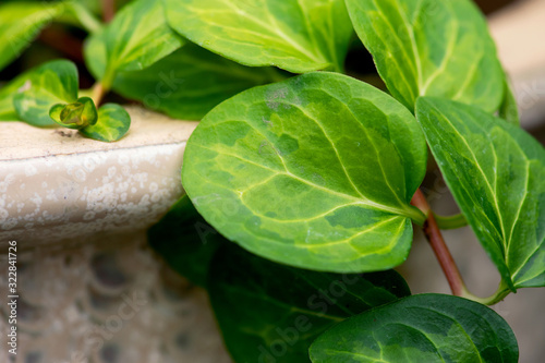 Vinca Leaf Closeup