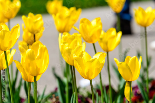 Close up of many delicate yellow tulips in full bloom in a sunny spring garden, beautiful outdoor floral background