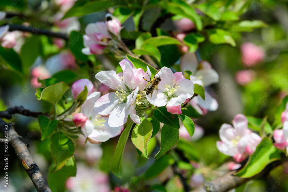 Large branch with white and pink apple tree flowers in full bloom and clear blue sky in a garden in a sunny spring day, beautiful Japanese trees blossoms floral background, sakura