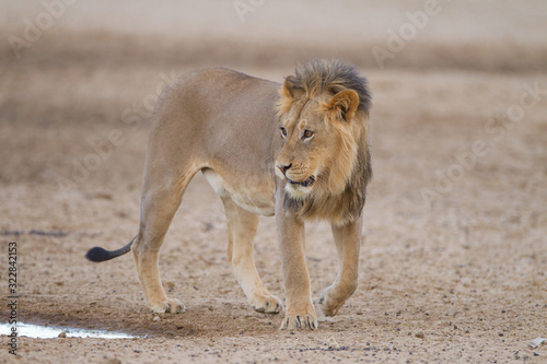 Male lion  lion in the wilderness of Africa