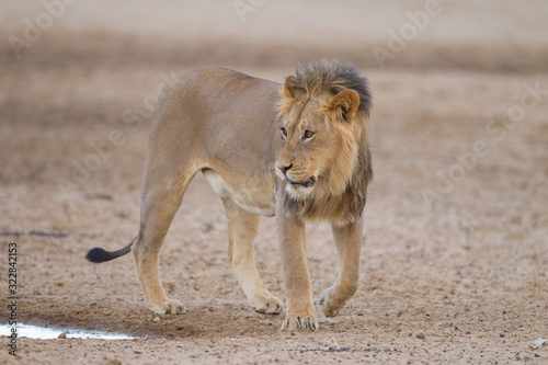 Male lion, lion in the wilderness of Africa