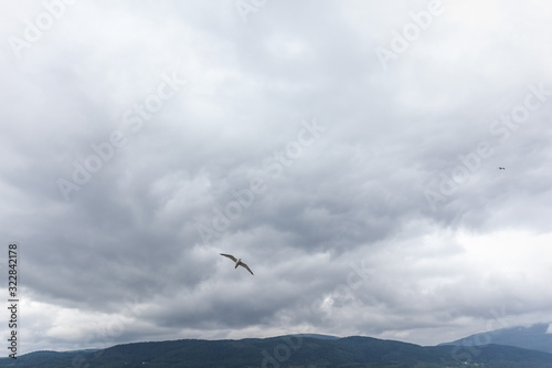 Seagull in cloudy sky. Seagull flying in cloudy sky. Seagull flying over fjord © Tatiana