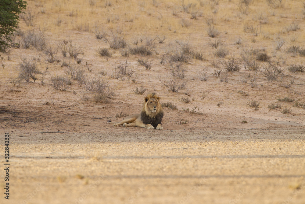 Male lion, lion in the wilderness of Africa Male lion, lion in the wilderness of Africa