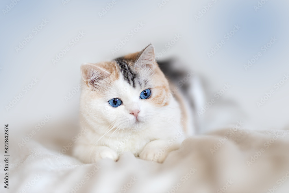 BKH blue eyes Odd eyed Altay Rassekatze Kitten