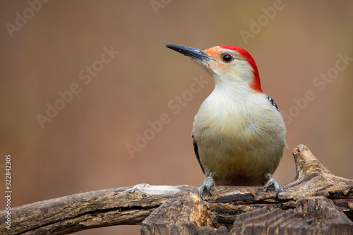 Red Bellied Woodpecker Melanerpes carolinus Profile
