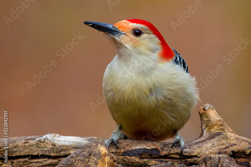 Red Bellied Woodpecker Melanerpes carolinus Profile on Fallen Tree Trunk photo