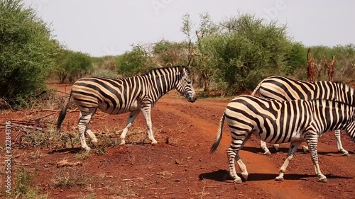 Zebras in Madikwe Game Reserve South Africa
