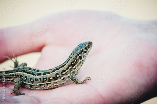 lizard is warming in the palm of your hand