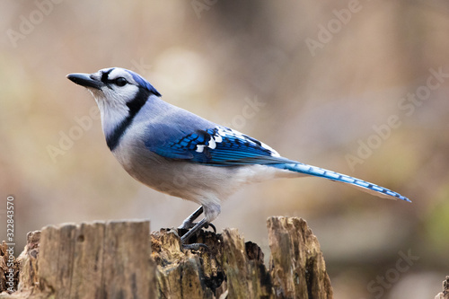 Colourful and Majestic Blue and White Bluejay Perched on a Tree Stump