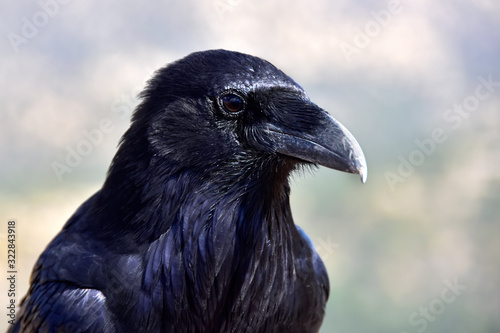 Raven