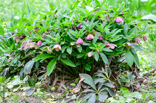 Close up of a large bush of fresh pink flowers of Hellebore plant  commonly known as winter rose  Christmas or Lenten rose  in a garden in a sunny spring day  photographed with soft focus