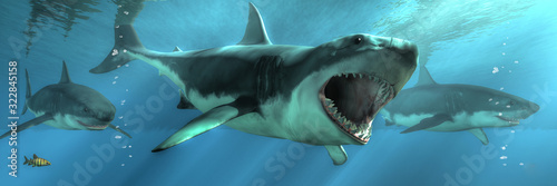 Obraz na płótnie Three great white sharks swim towards you out of the depths