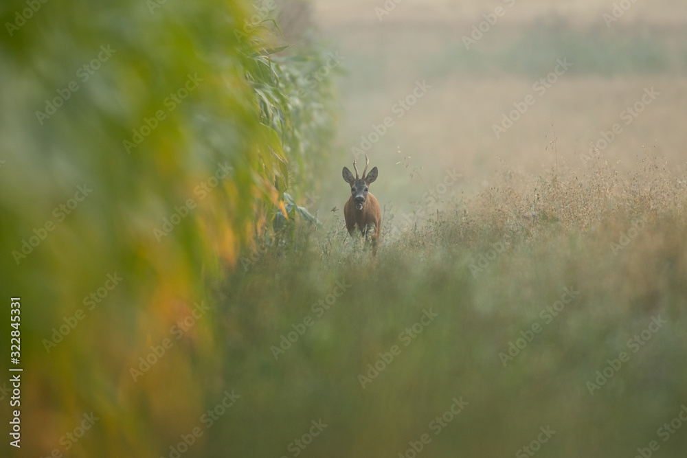 Roebuck - buck (Capreolus capreolus) Roe deer - goat Roebuck - buck (Capreolus capreolus) Roe deer - goat