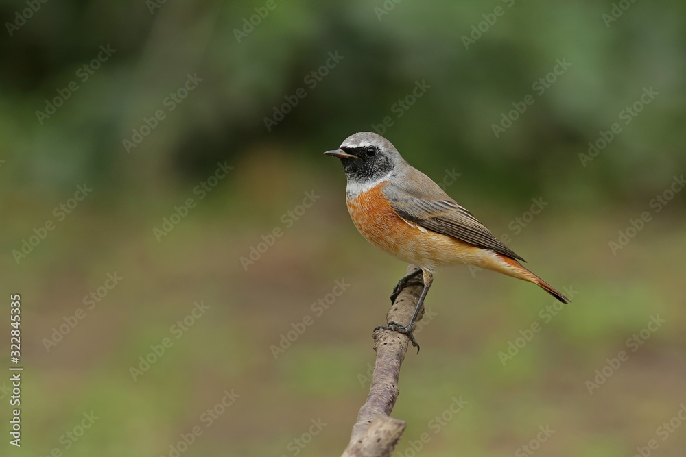 bird on a branch bird on a branch