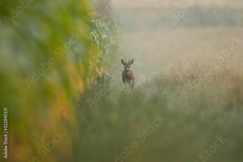 Fototapeta Naklejka Na Ścianę i Meble -  Roebuck - buck (Capreolus capreolus) Roe deer - goat