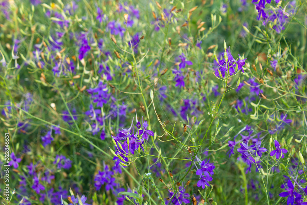 Blue flowers on beautiful bokeh background. Blue flowers on beautiful bokeh background.