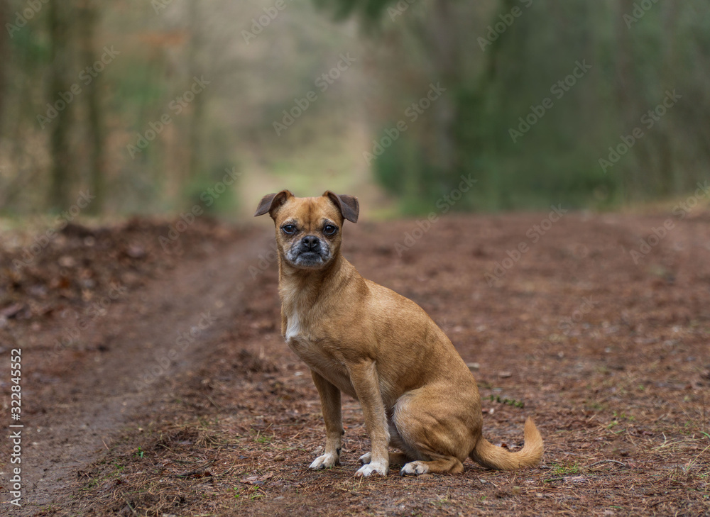 Kleiner Hund im Wald Retromops Mischling Kleiner Hund im Wald Retromops Mischling