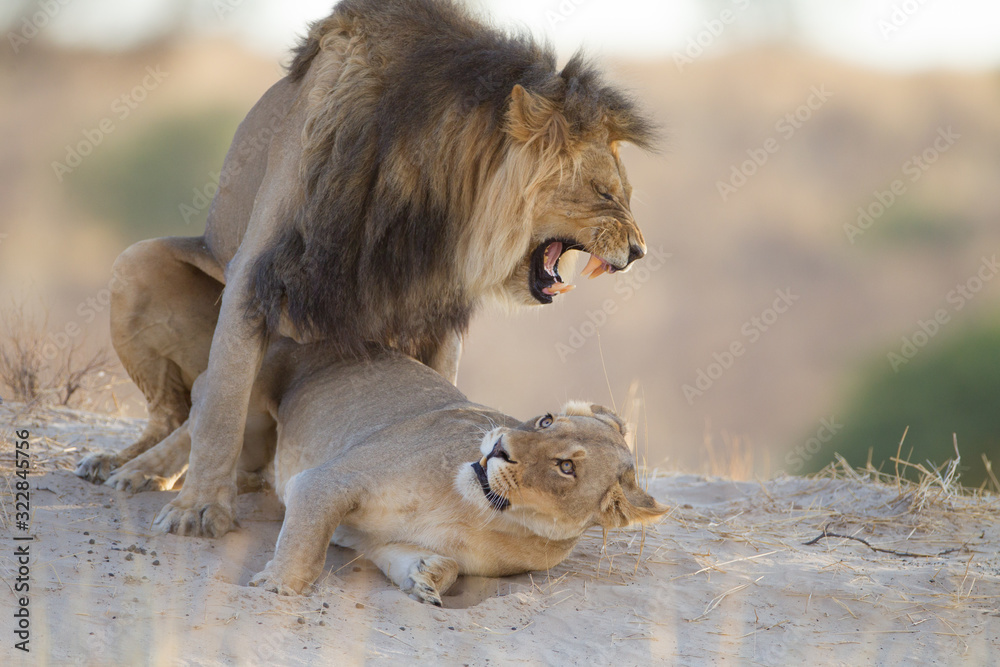 Mating lions, lion mating, in the wilderness of Africa Mating lions, lion mating, in the wilderness of Africa