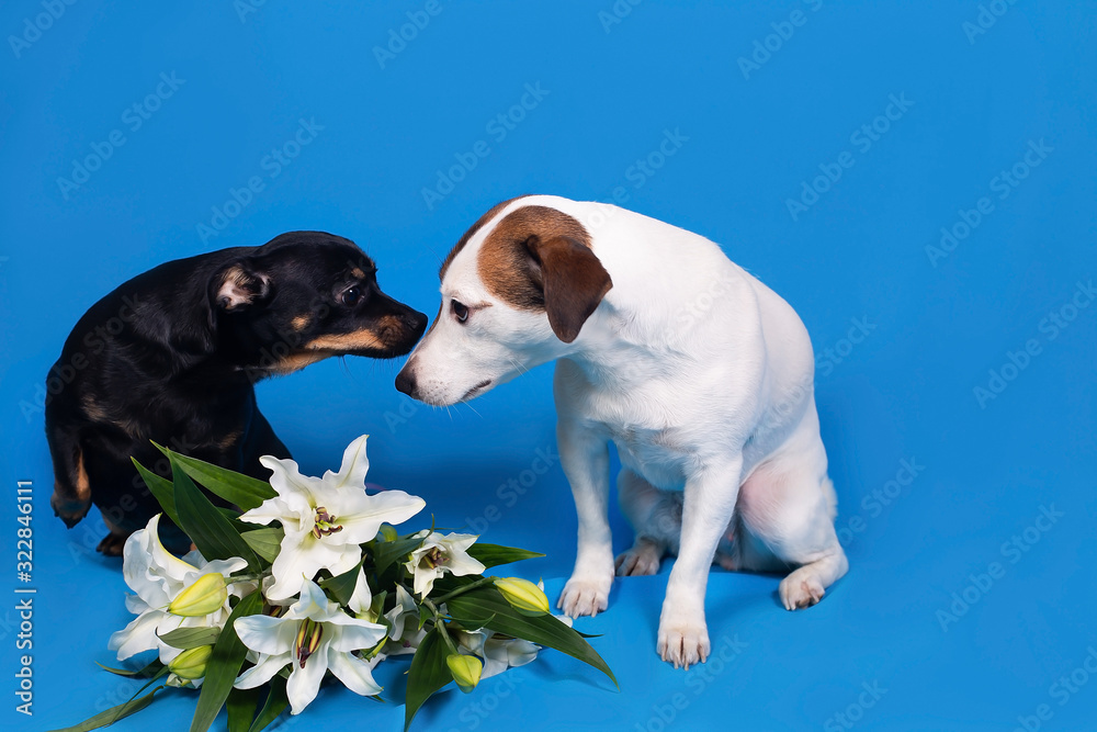 Jack Russell and a black dog on a blue background with flowers