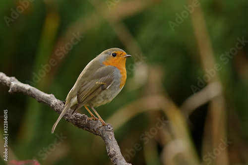 robin on a branch © reznik_ov