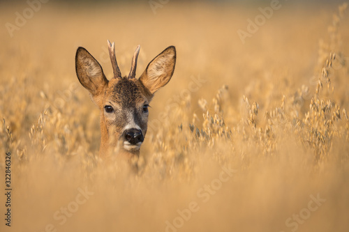 Wallpaper Mural Roebuck - buck (Capreolus capreolus) Roe deer - goat Torontodigital.ca