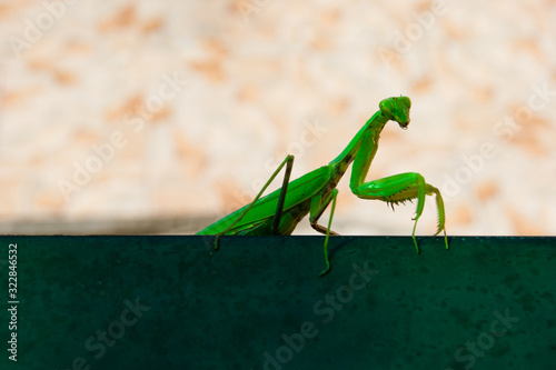The green mantis sits on the railings of the veranda in the background of the house. The insect poses for a photo. Horizontal photo © Наталия Пономарева