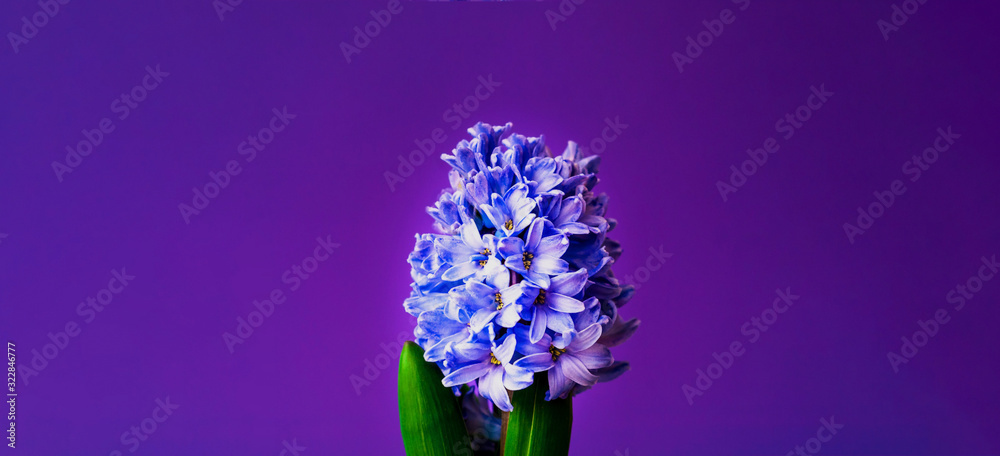 Obraz premium Festive concept from hyacinth flower in full bloom. Womens Day or Valentines Day. Template mock up of greeting card or text design. Close-up