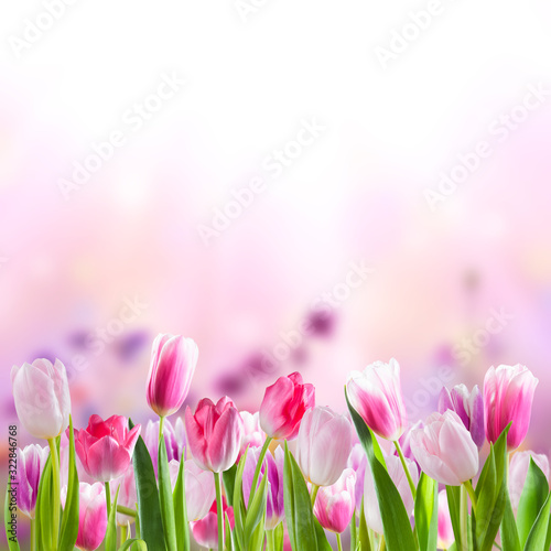 Spring purple background with flowers