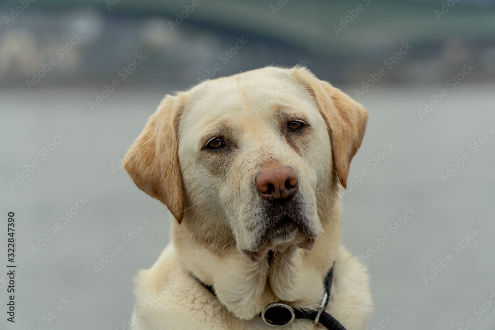 Obraz premium Labrador guckt süß