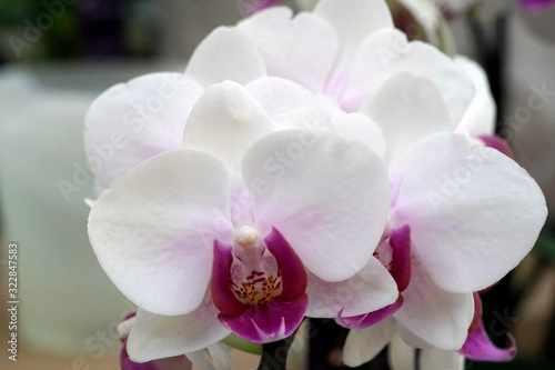 Close-up of the blooming flower of the orchid phalaenopsis.