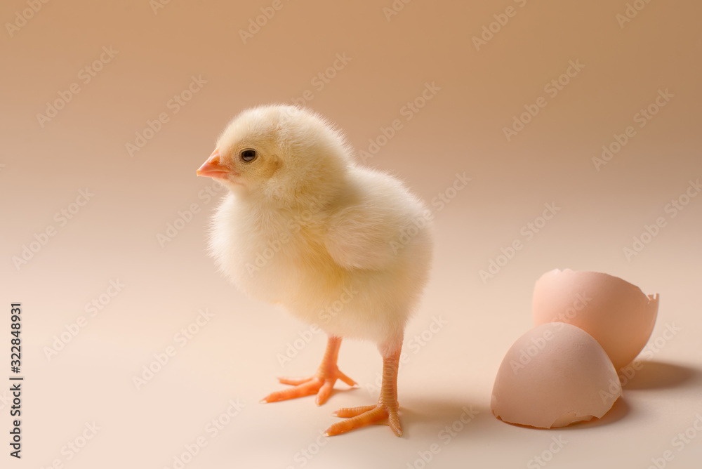 Image of a newborn fluffy fledgling chicken next to the eggshell. Image of a newborn fluffy fledgling chicken next to the eggshell.
