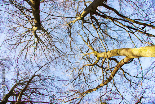 Φωτογραφία Tree tops of several beech trees in the Sababurg primeval forest on a sunny day