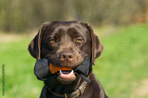 Labrador Dummy