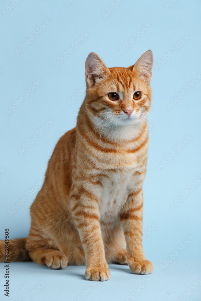Fototapeta premium Cute red cat on a blue background