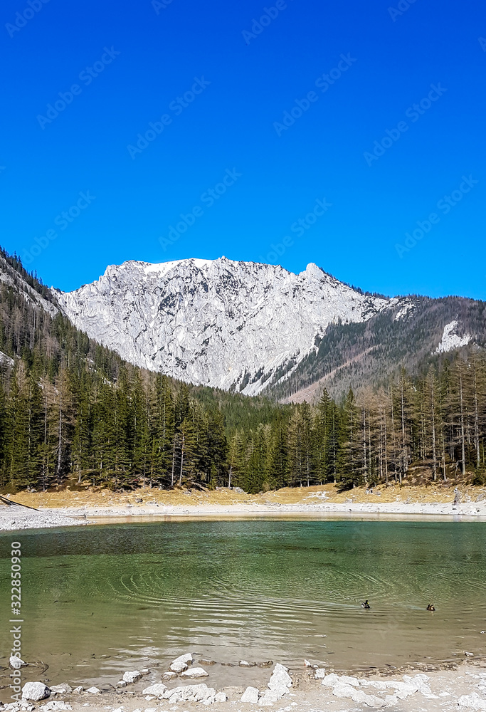 A peaceful view on an Alpine valley in Austria. The valley has a Green Lake in the middle. Early spring in the mountains. There is a high mountain range in the back. Freshness. Few ducks on the lake.